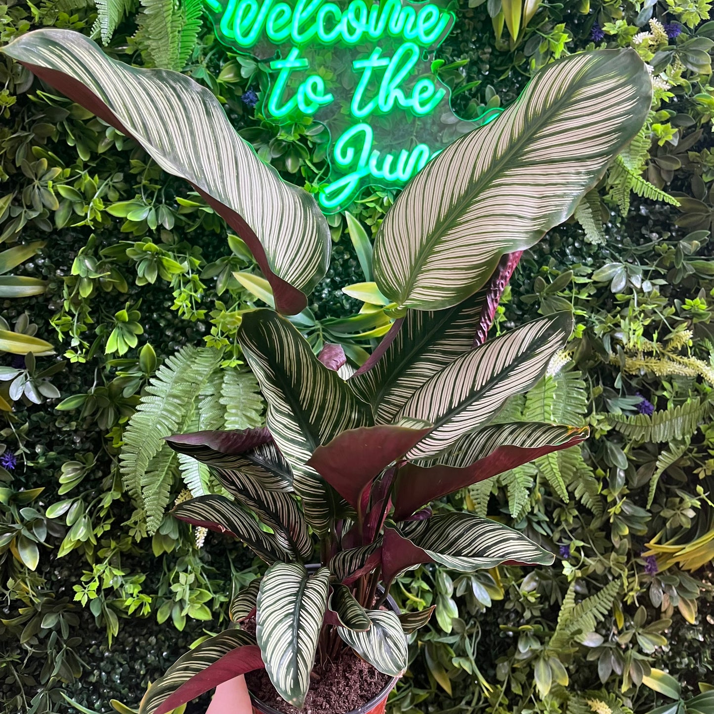 6" Calathea 'White Star'