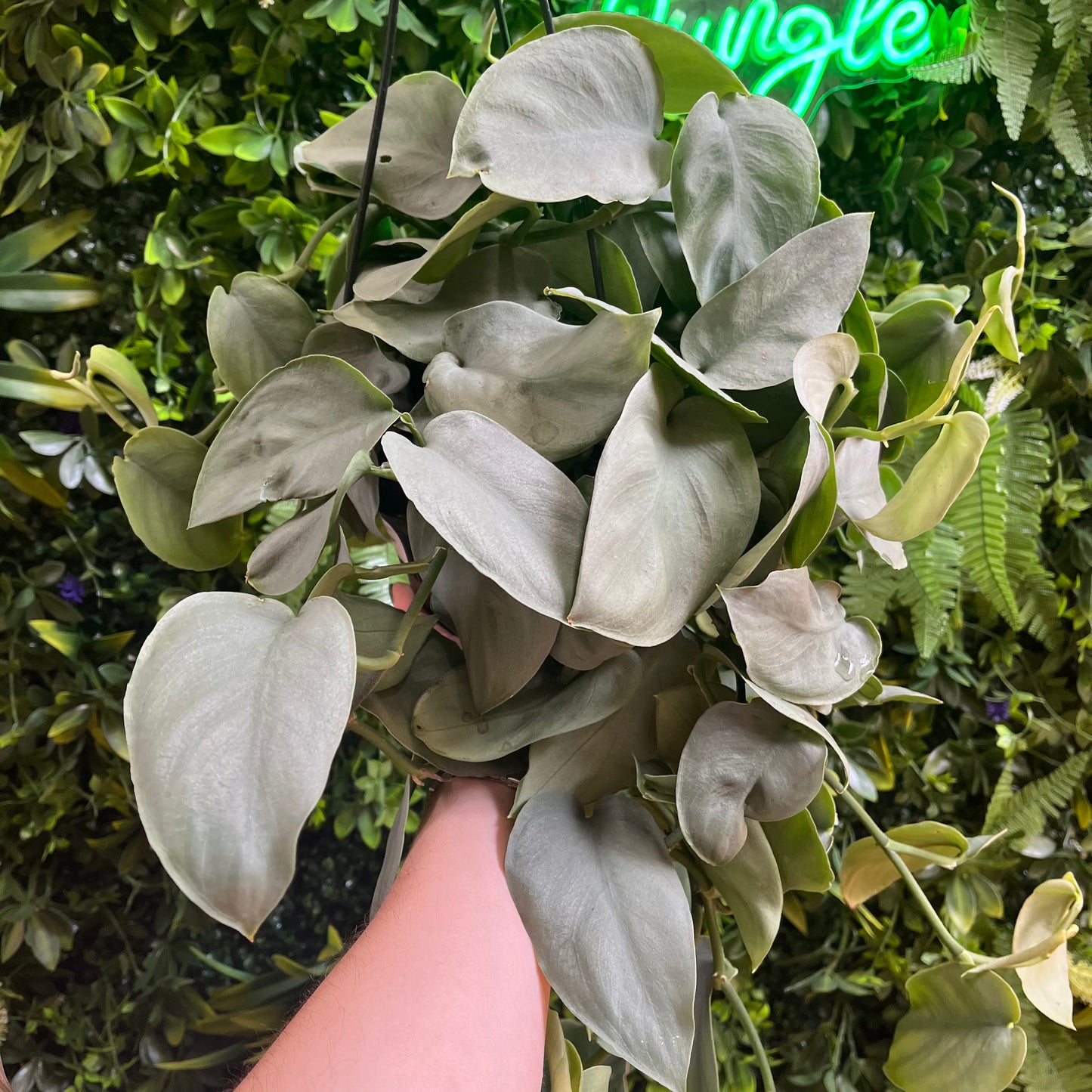 6" HB Scindapsus 'Platinum'
