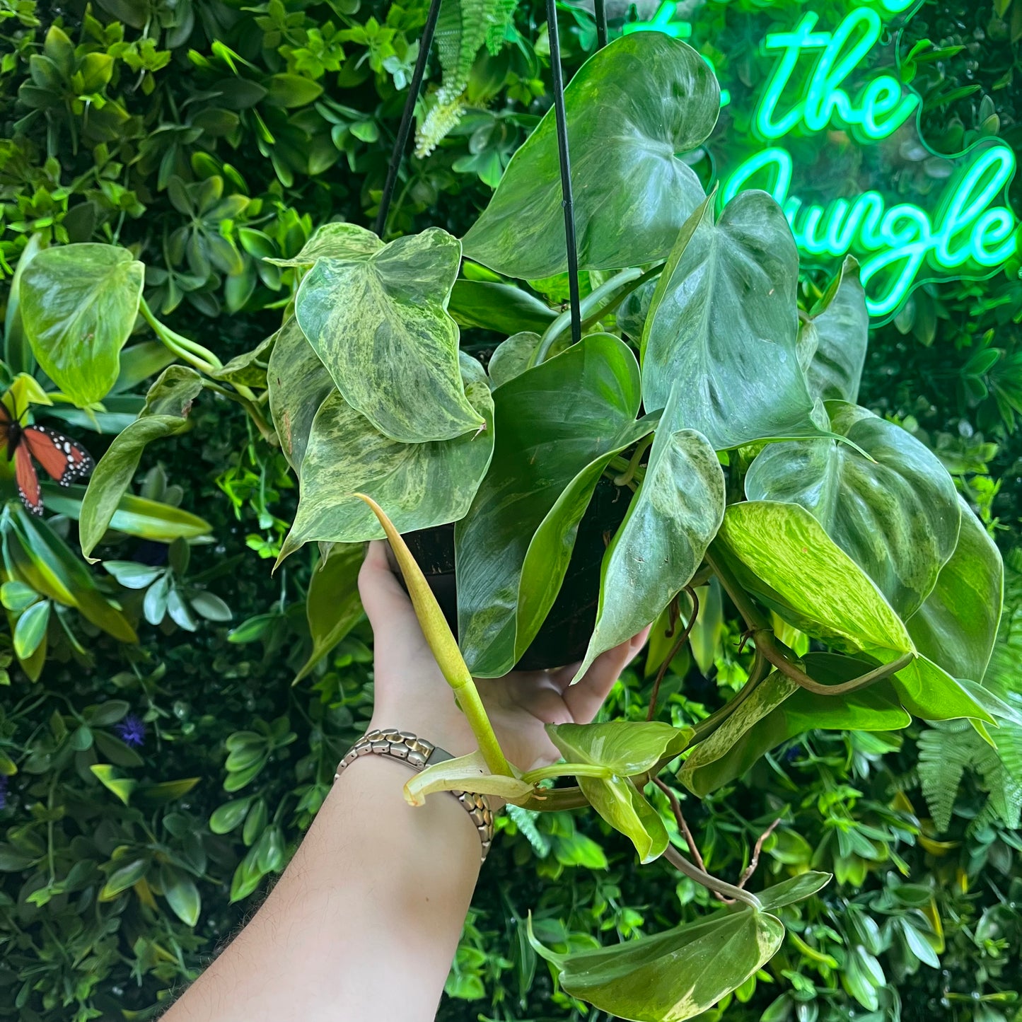 6" HB Philodendron hederaceum 'Variegated' (Heartleaf Philodendron)