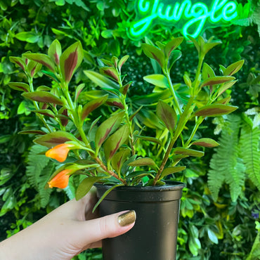 4" Nemanthus Assorted (Goldfish Plant)