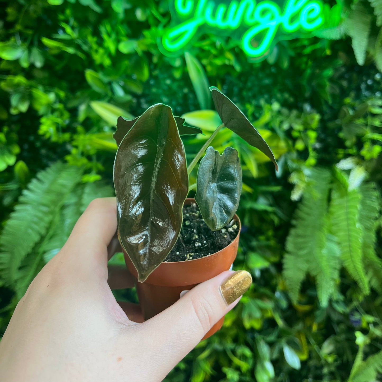 2.5" Alocasia Cuprea