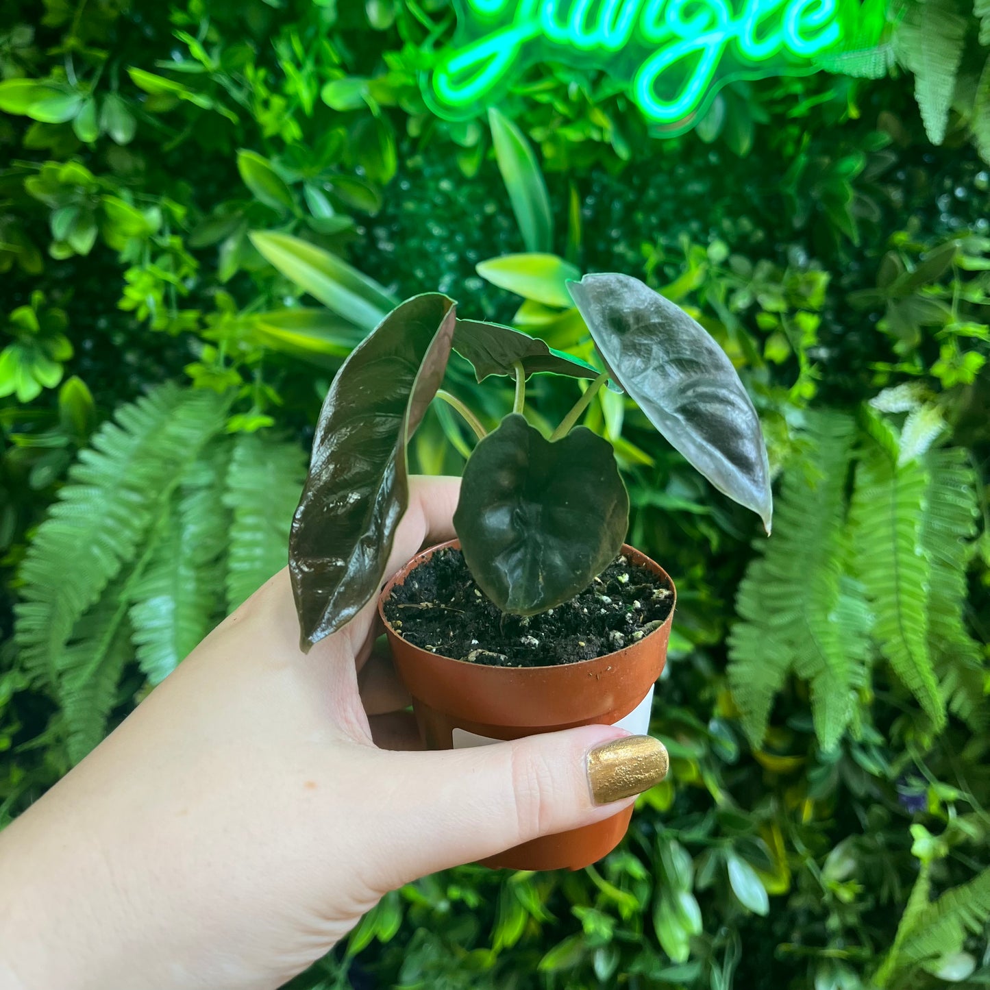 2.5" Alocasia Cuprea