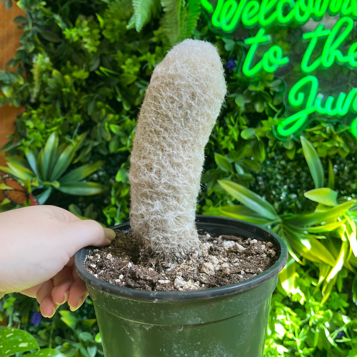 6" Cephalocereus senilis 'Old Man Cactus'