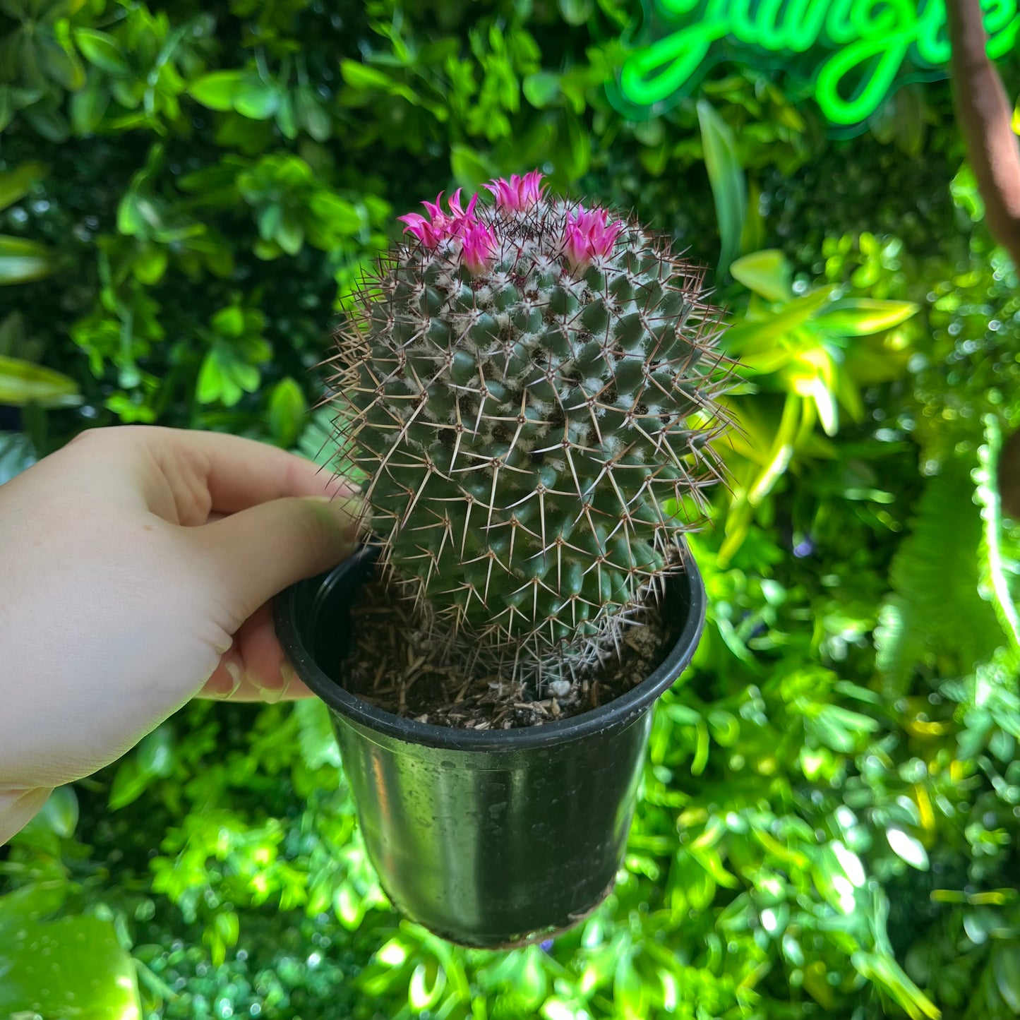 4" Mammillaria Polythele Hidalgensis