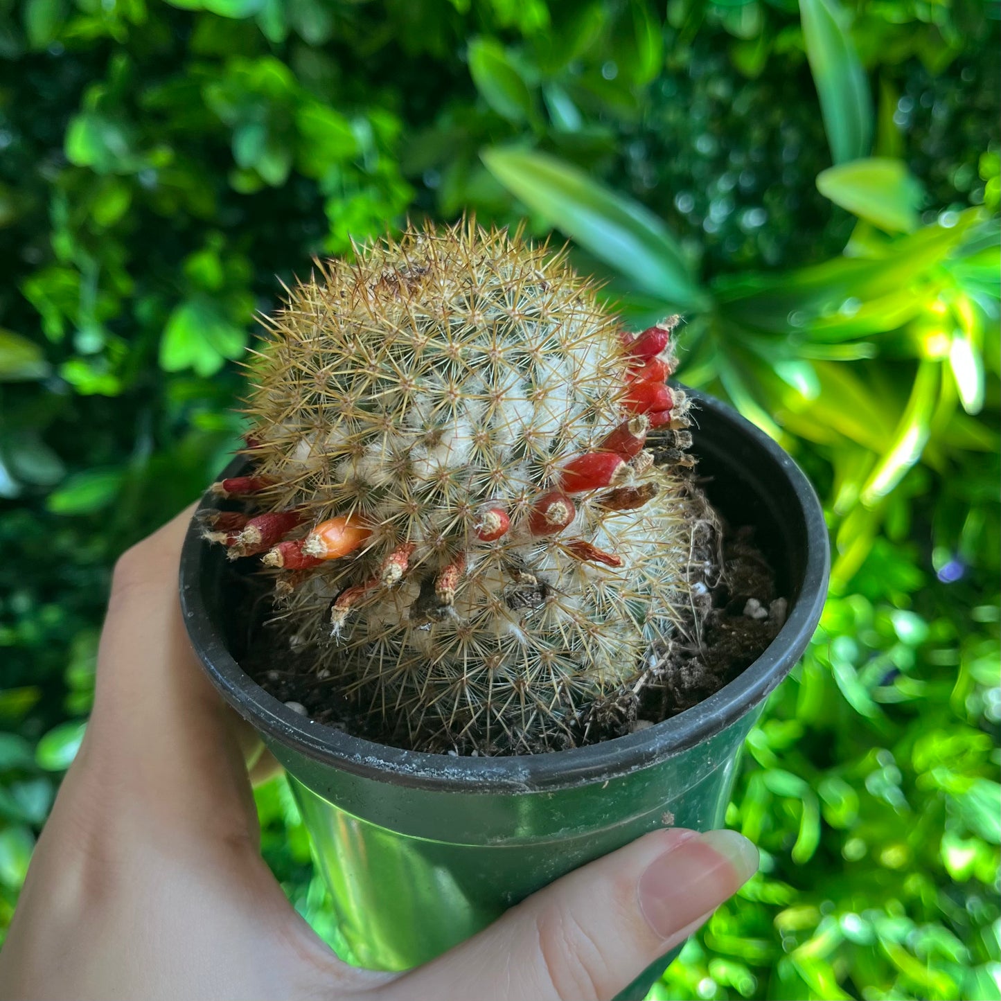 4" Mammillaria Columbiana