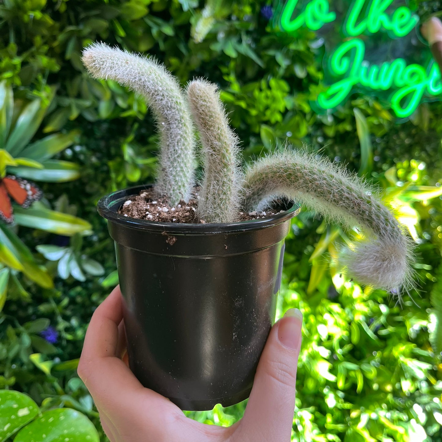Monkey Tail Cactus