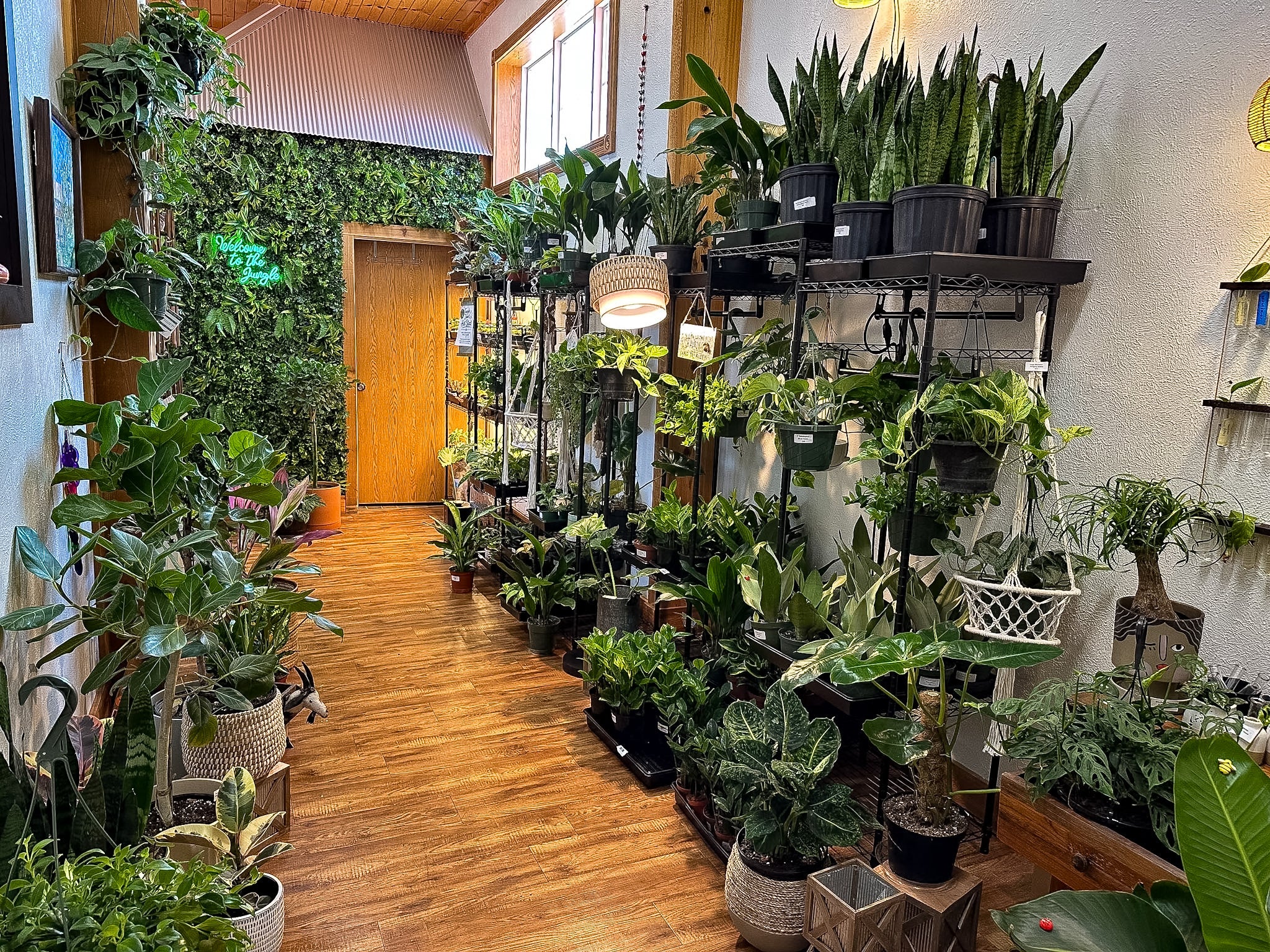 Indoor plant store with a variety of potted plants on wooden floors and shelves.
