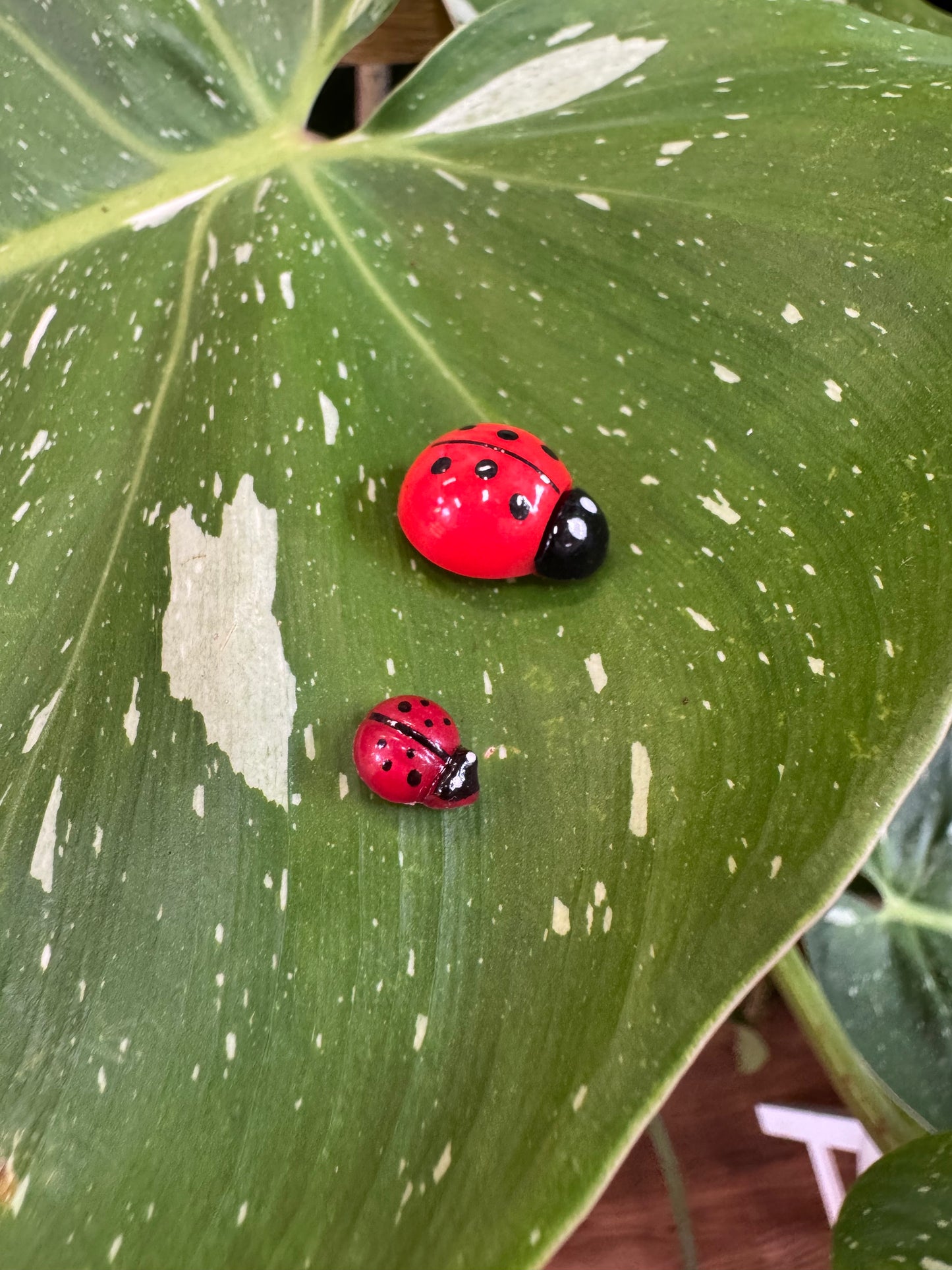 Life Like Red Ladybug Plant Magnets - Assorted Sizes