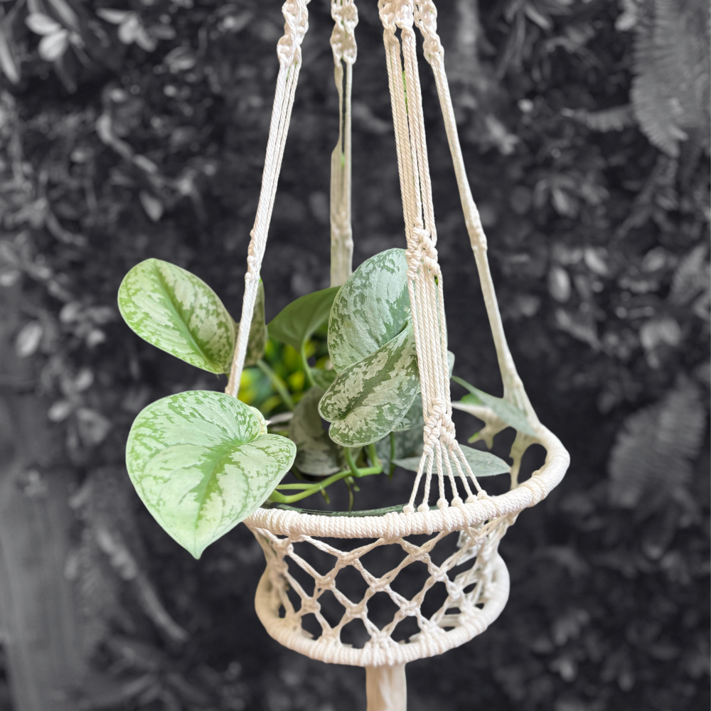 Macrame Hanging Basket