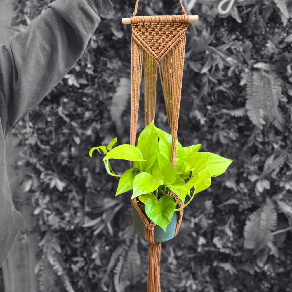 Macrame Hanging Basket - Variety