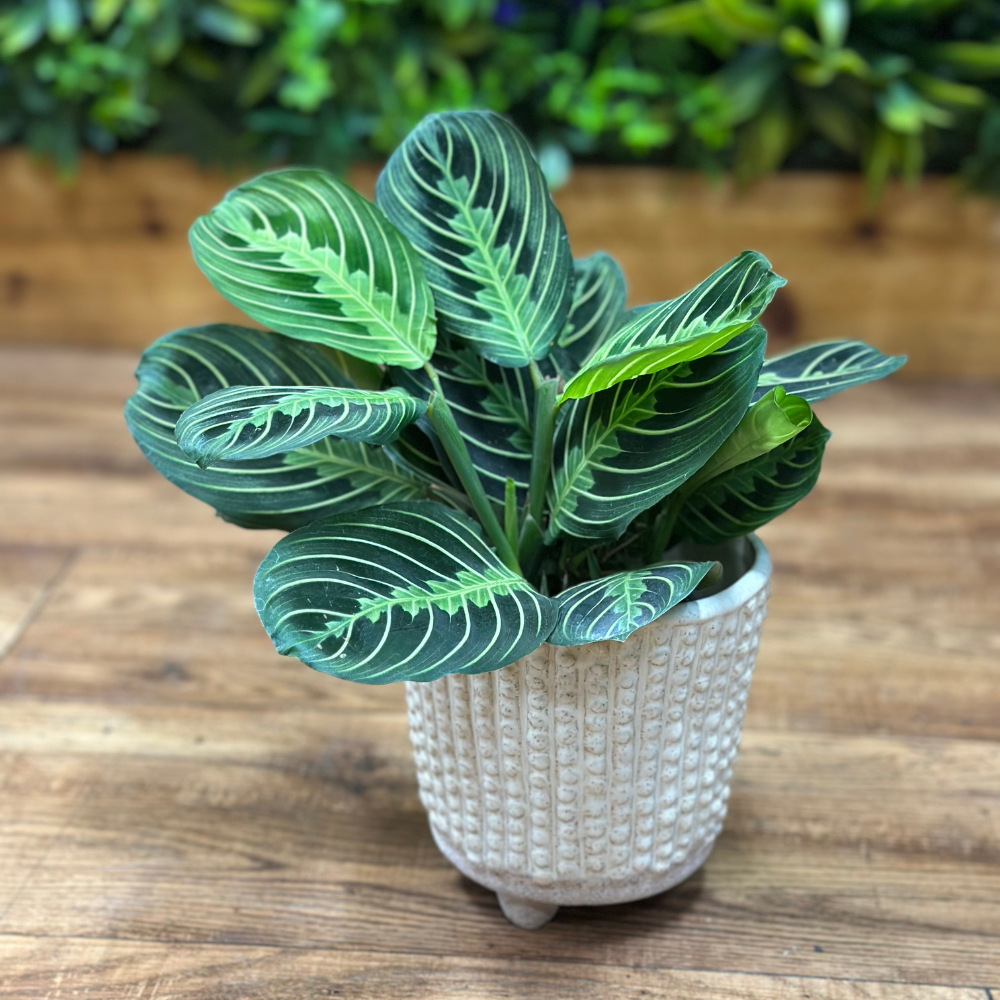 Maranta ‘Lemon Lime’ (Prayer Plant)