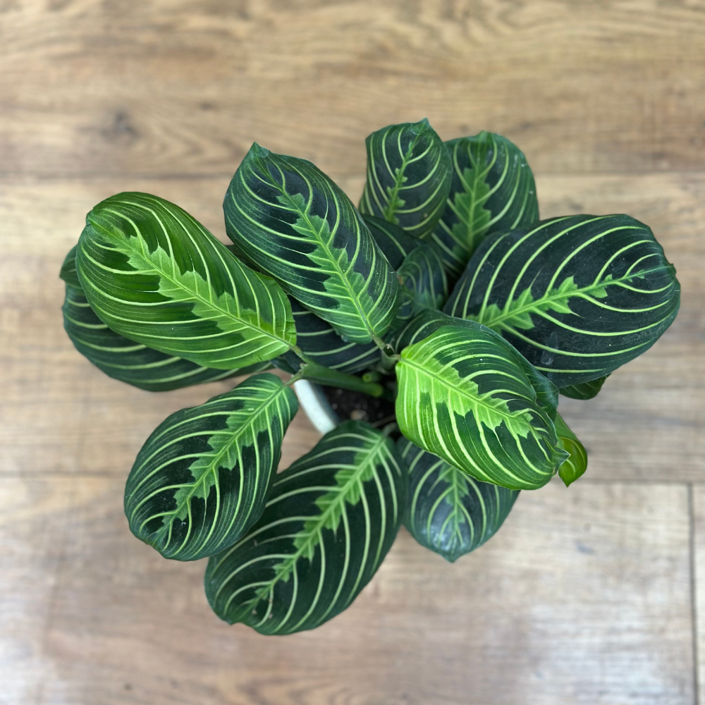 Maranta ‘Lemon Lime’ (Prayer Plant)