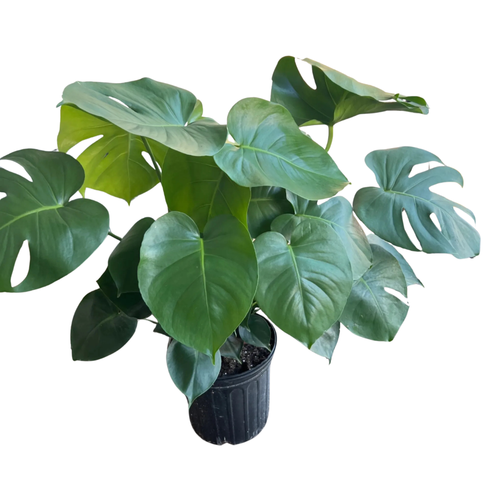 Monstera Deliciosa