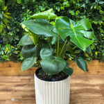 Monstera Deliciosa