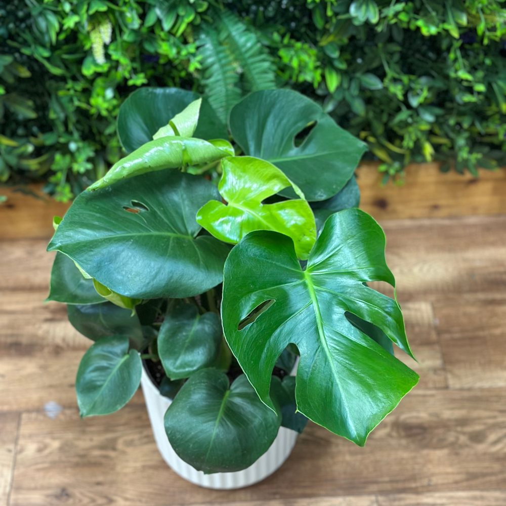 Monstera Deliciosa – Jungle Jane's Plant Shop Monstera Deliciosa – Jungle Jane's Plant Shop