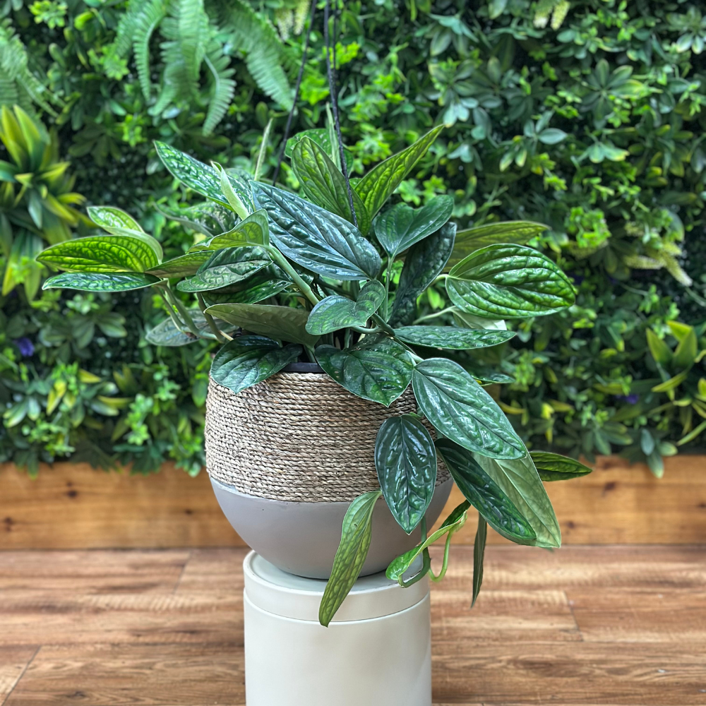 Potted plant on a white pedestal with a green foliage background