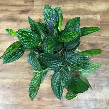 Monstera ‘Peru’ HB