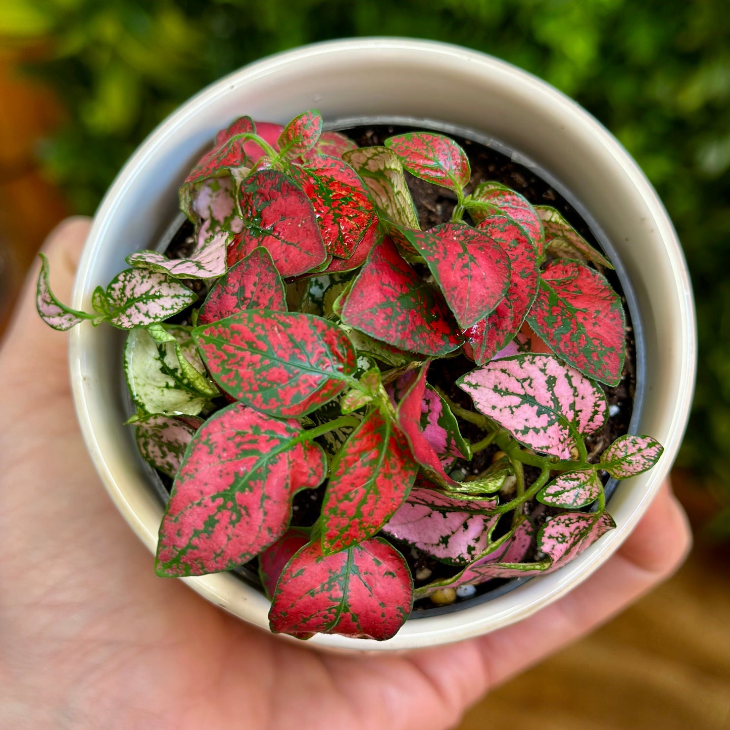 Multi-Color Polka Dot Splash (Hypoestes phyllostachya)