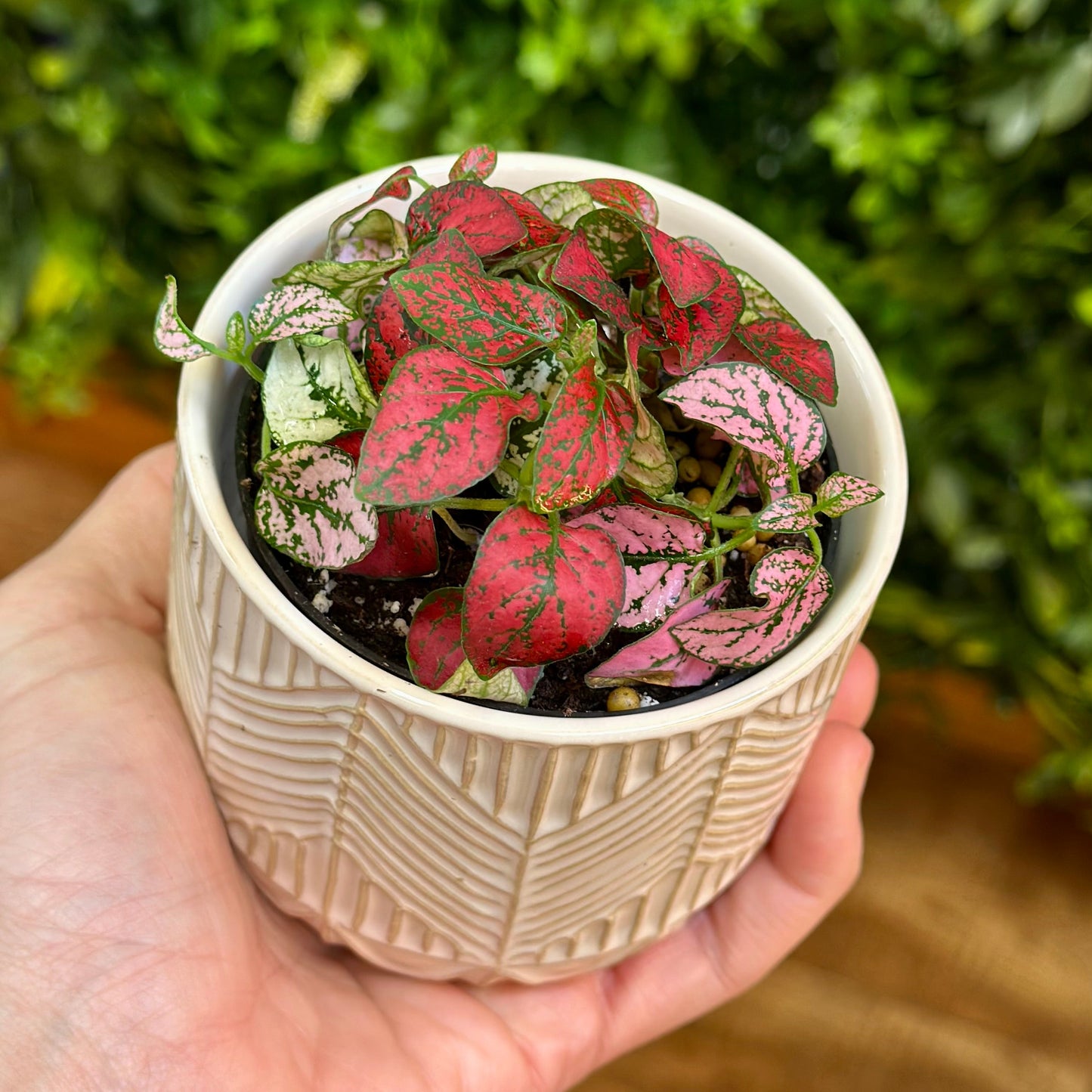 Multi-Color Polka Dot Splash (Hypoestes phyllostachya)