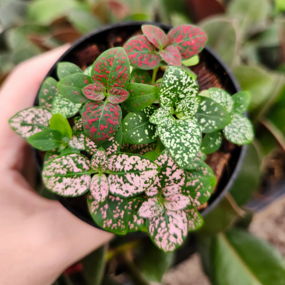 Hand holding a small potted plant with pink and green leaves