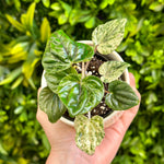 Peperomia Buenos Aires