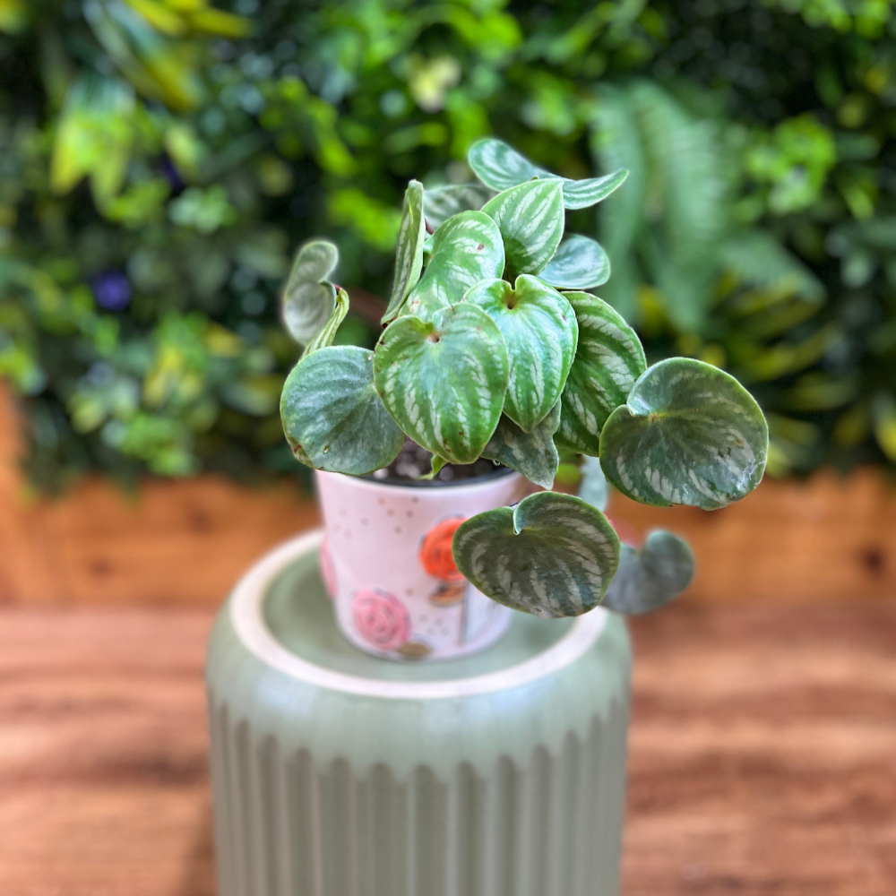 Peperomia Watermelon (Peperomia argyreia)