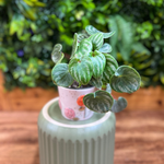 Peperomia Watermelon (Peperomia argyreia)