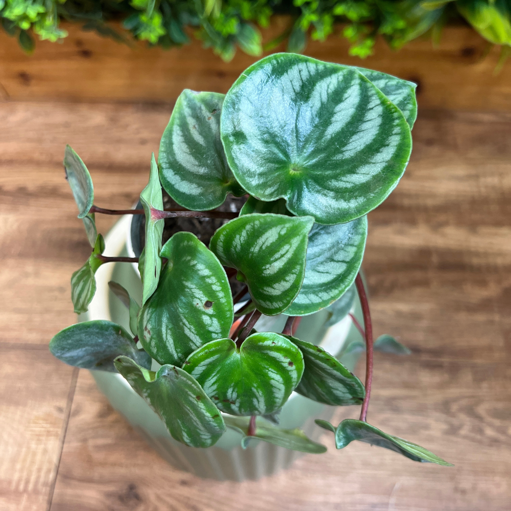 Peperomia Watermelon (Peperomia argyreia)