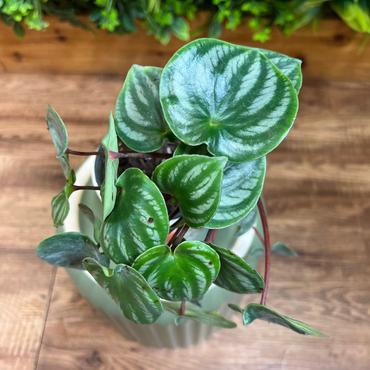 Peperomia Watermelon (Peperomia argyreia)