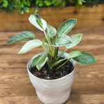 Philodendron ‘Birkin’