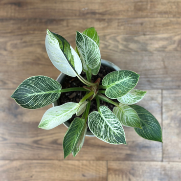 Philodendron ‘Birkin’