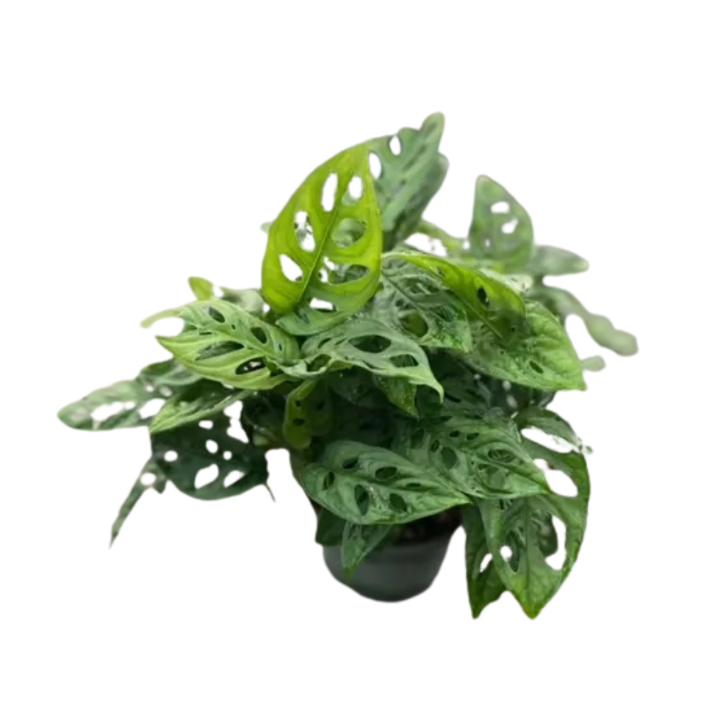 Philodendron ‘Swiss Cheese’ (Monstera Adansonii)