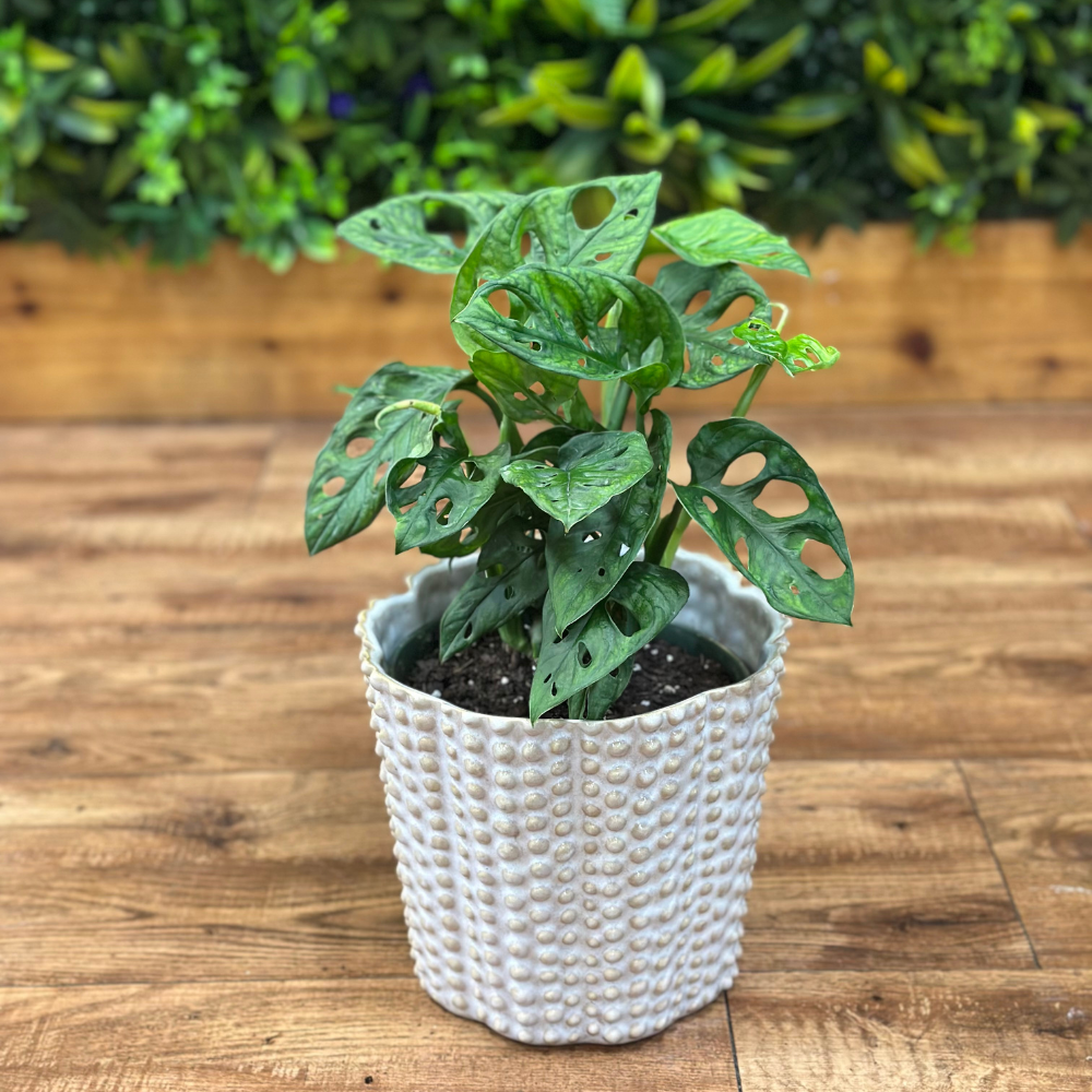 Philodendron ‘Swiss Cheese’ (Monstera Adansonii)