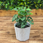 Philodendron ‘Swiss Cheese’ (Monstera Adansonii)
