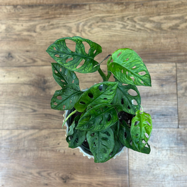 Philodendron ‘Swiss Cheese’ (Monstera adansonii)