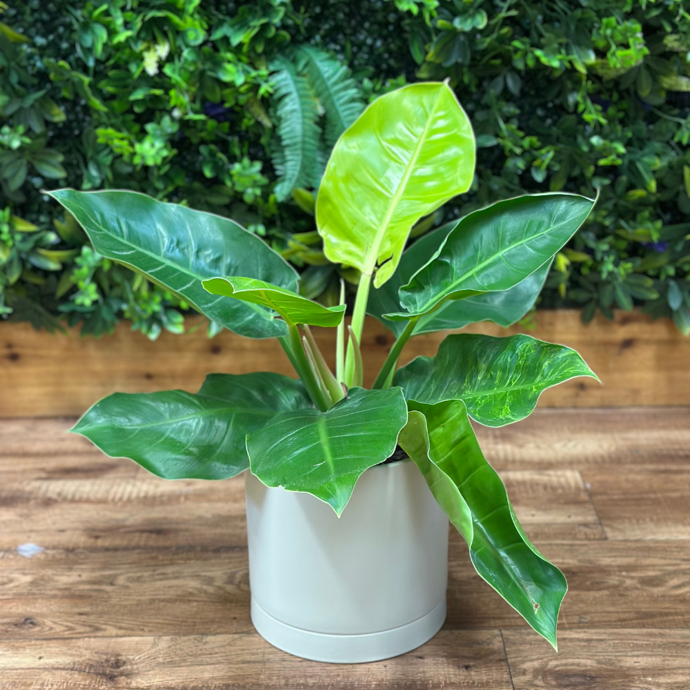 Philodendron ‘Moonlight’