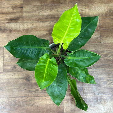 Philodendron ‘Moonlight’