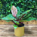 Philodendron ‘Prince of Orange’