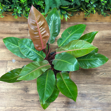 Philodendron ‘Prince of Orange’
