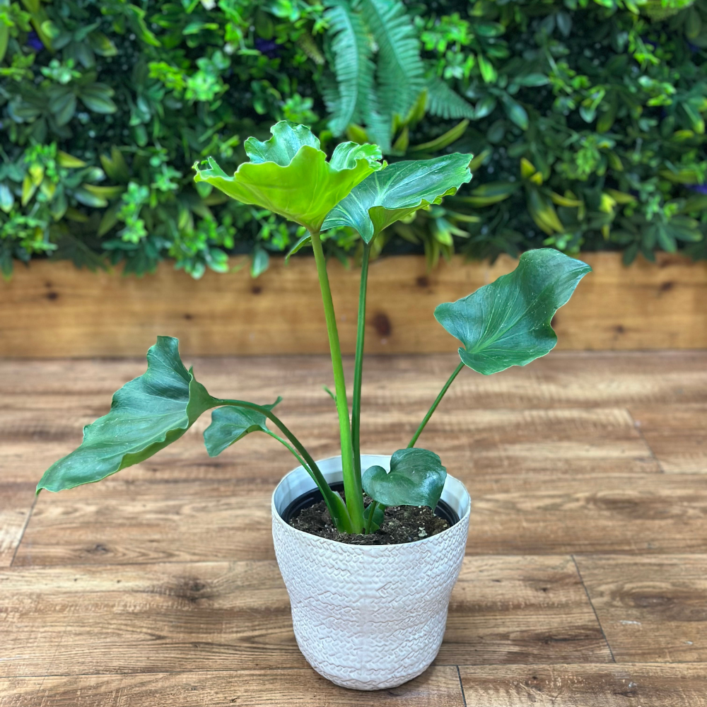 Philodendron ‘Selloum Hope’