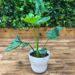Philodendron ‘Selloum Hope’