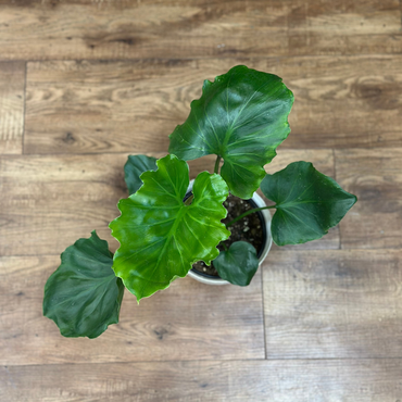 Philodendron ‘Selloum Hope’