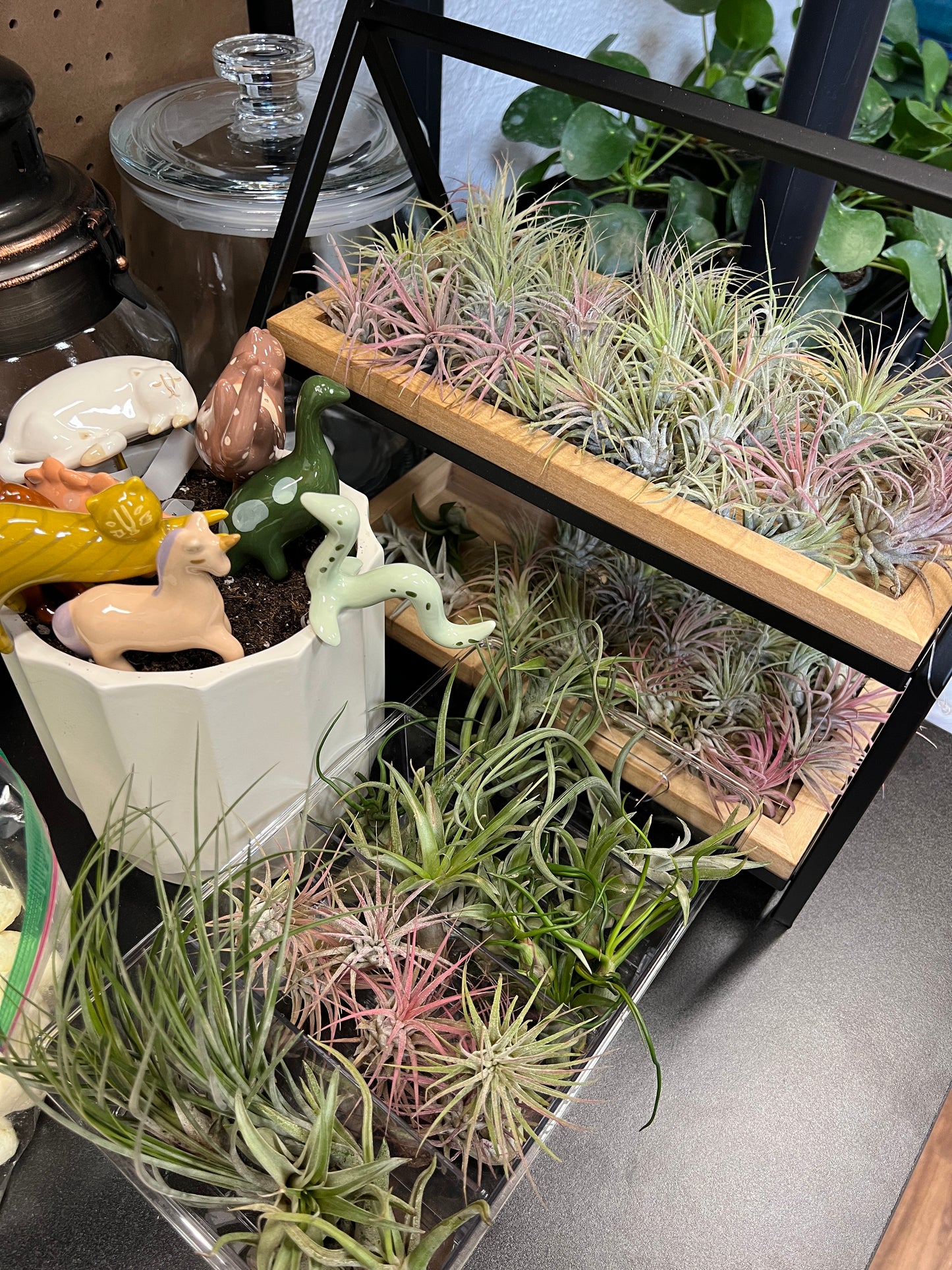 1.5-3" Tillandsia (Air Plant) – Assorted