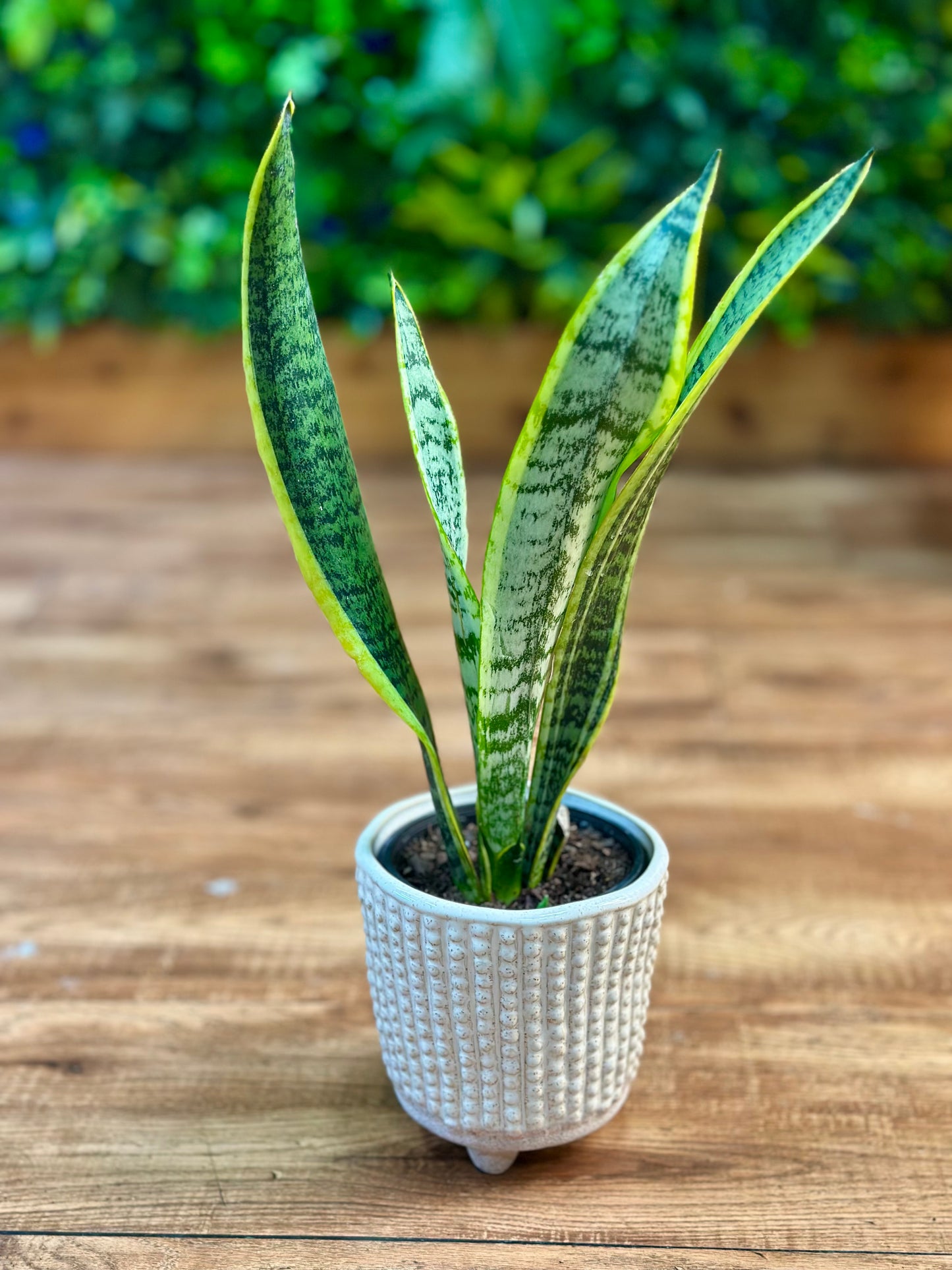 Sansevieria Trifasciata ‘Laurentii’ (Snake)