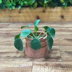 Pilea Peperomioides ‘Chinese Money Plant’