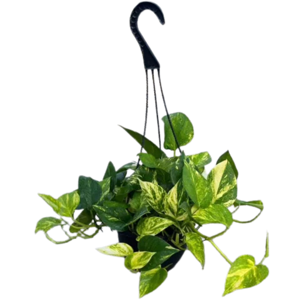 Pothos ‘Hawaiian’ (Epipremnum aureum) Hanging Basket