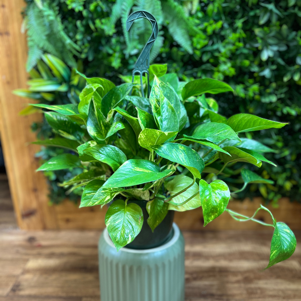 Pothos ‘Hawaiian’ (Epipremnum aureum) Hanging Basket
