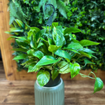 Pothos ‘Hawaiian’ (Epipremnum aureum) Hanging Basket