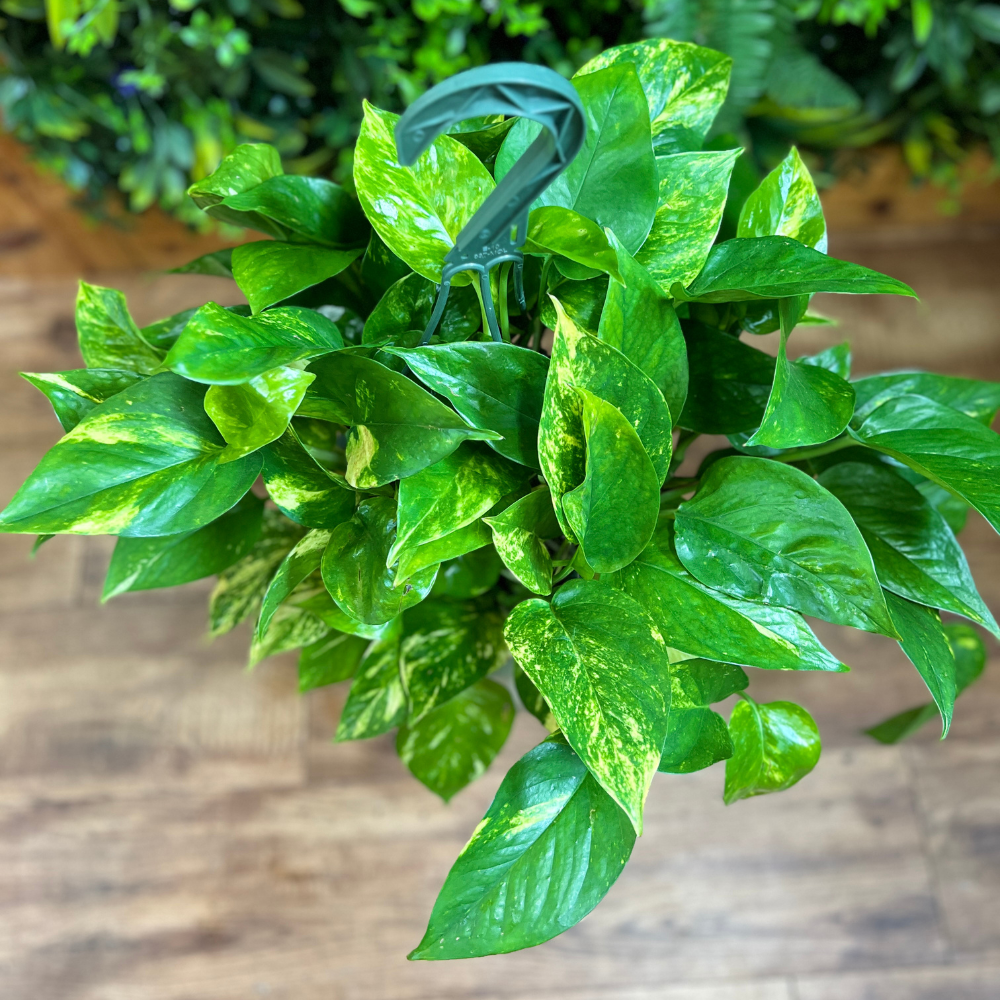 Pothos ‘Hawaiian’ (Epipremnum aureum) Hanging Basket