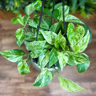 Pothos ‘Marble Queen’ (Epipremnum aureum) Hanging Basket